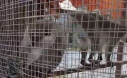 Denizli’de Özel İşletmeye Maymun Operasyonu: 3 Örümcek Maymunu Koruma Altına Alındı