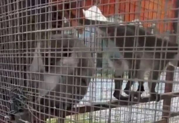 Denizli’de Özel İşletmeye Maymun Operasyonu: 3 Örümcek Maymunu Koruma Altına Alındı